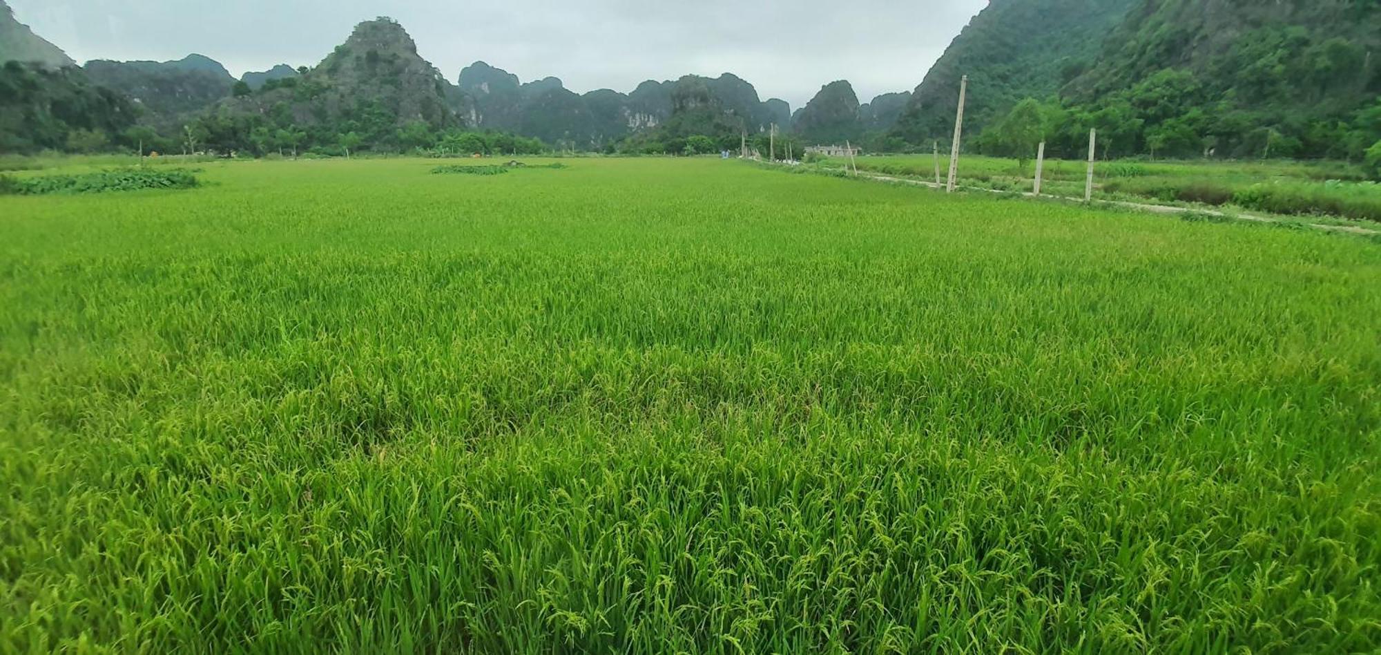 Trang An Rice Field Homestay Ninh Binh Buitenkant foto